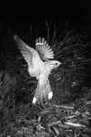 nightjar hovering 1949